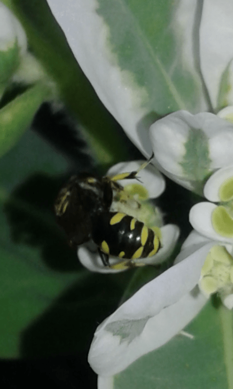 Crabronidae : Ectemnius sp.? S.
